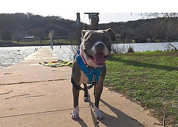 Los Angeles Dog Training Karma Dog Training Los Angeles