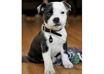 Los Angeles Dog Training Karma Dog Training Los Angeles