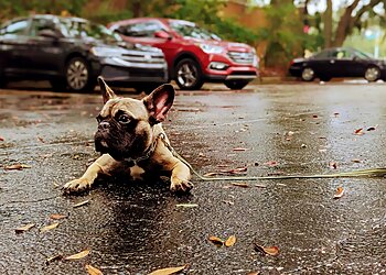 Jacksonville Dog Training Karma K9