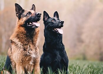 Yonkers Dog Training Kate's Canines, LLC