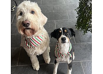 Little Rock Dog Walkers Kay's Kritter Sitting