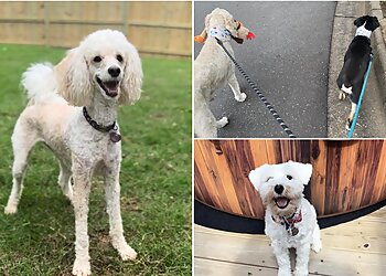 Little Rock Dog Walkers Kay's Kritter Sitting