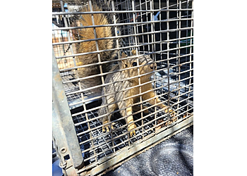 Lakewood Animal Removal Keep Animals Out