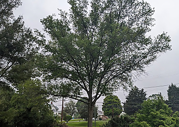 Baltimore Tree Services Keil Tree Experts Inc.