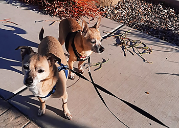 Glendale Dog Walkers Keke and Fetch Dog Walking