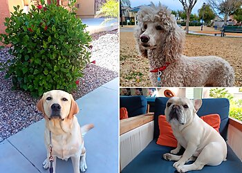 Phoenix Dog Walkers Keke and Fetch Dog Walking and Cat Boarding