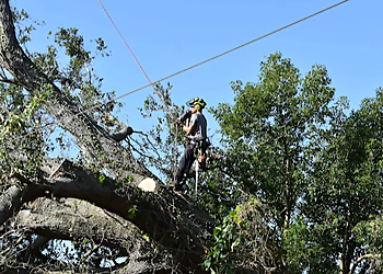 Orlando Tree Services Kevin's Tree Service
