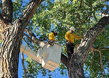 Albuquerque Tree Services Kiki's Tree Services