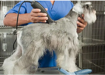 3 Best Pet Grooming in Killeen, TX - Expert Recommendations