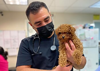 Honolulu Veterinary Clinics King Street Pet Hospital