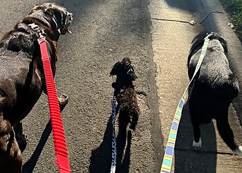 Arlington Dog Walkers Kings & Queens Pet Sitting LLC