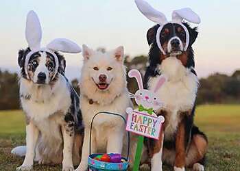 Arlington Dog Walkers Kings & Queens Pet Sitting LLC