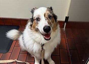 St Louis Veterinary Clinics Kirkwood Animal Hospital