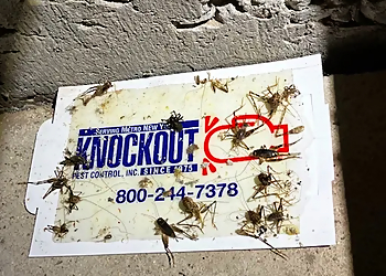 New York Pest Control Companies Knockout Pest