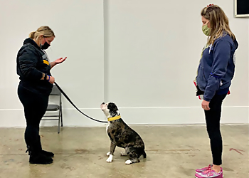Knox Canine Training Knox Canine Training - Des Moines, IA Dog Training - Field Work Image