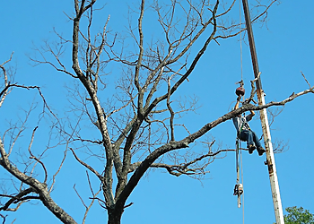 Columbia Tree Services Korte Tree Care