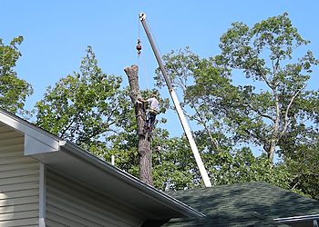 Columbia Tree Services Korte Tree Care