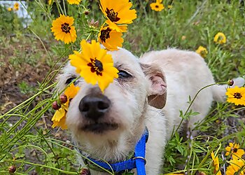 Gainesville Dog Walkers Kreature Komforts