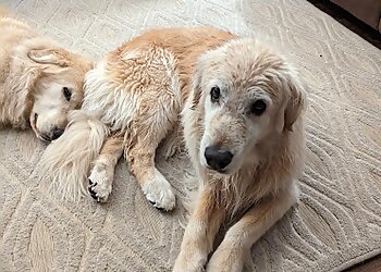 Gainesville Dog Walkers Kreature Komforts