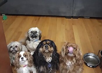 Riverside Dog Walkers Kristy’s TLC Animal Care