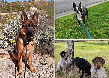 Riverside Dog Walkers Kristy’s TLC Animal Care