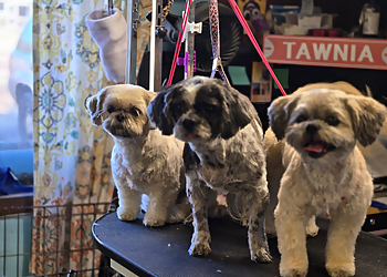 Montgomery Pet Grooming Kritter Kreations