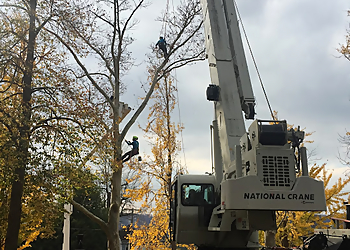 Pittsburgh Tree Services Kruljac Tree Services