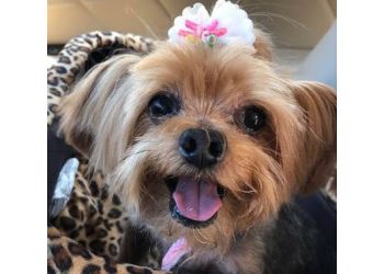 3 Best Pet Grooming in Tallahassee, FL - Expert Recommendations