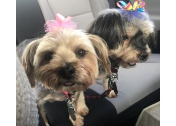 3 Best Pet Grooming in Tallahassee, FL - Expert Recommendations