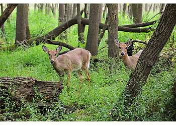 Chicago Hiking Trails LaBagh Woods