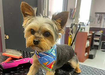 Cedar Rapids Pet Grooming La Bella Pet Spa