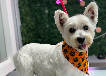 Cedar Rapids Pet Grooming La Bella Pet Spa