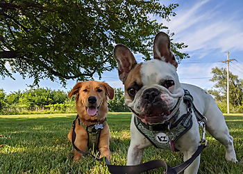 Lady Grace Pet Concierge - Olathe, KS Dog Walkers - Job Site Image