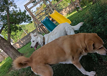 Lady Grace Pet Concierge - Olathe, KS Dog Walkers - Service Highlights