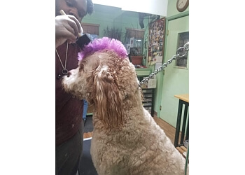  Dog Grooming Elk Grove of all time The ultimate guide 
