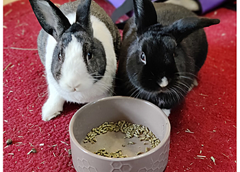 Elk Grove Veterinary Clinics Laguna Creek Veterinary Hospital