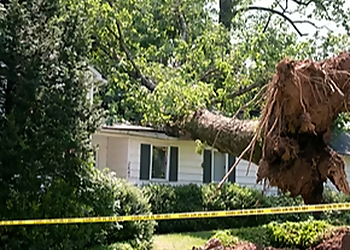 Elk Grove Tree Services Laguna Tree Service
