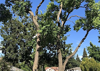 Elk Grove Tree Services Laguna Tree Service