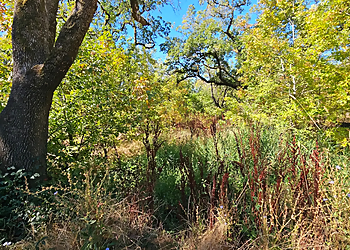 Laguna de Santa Rosa Trail - Santa Rosa, CA Hiking Trails - Scenic View Image