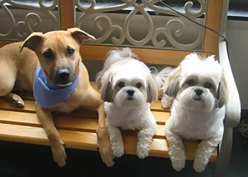 Sterling Heights Pet Grooming Lakeside Dog Grooming