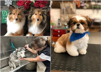 Lakeside Dog Grooming in Sterling Heights ThreeBestRated