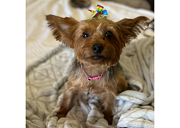 Tallahassee Pet Grooming Lakeside Grooming