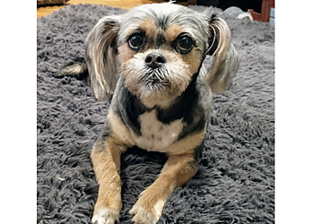 Tallahassee Pet Grooming Lakeside Grooming