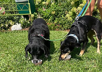 New Orleans Veterinary Clinics Lakeview Veterinary Hospital