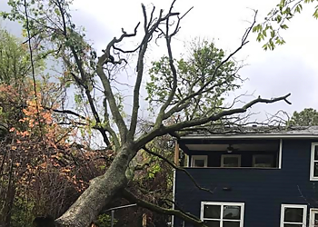 Norman Tree Services Lane's Tree Service