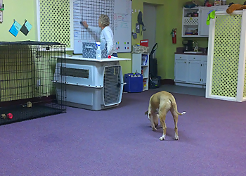 Larry Benoit Dog Trainer LLC - Baton Rouge, LA Dog Training - Service Image