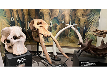 Las Vegas Museums Las Vegas Natural History Museum