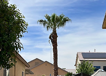 North Las Vegas Tree Services Las Vegas Superior Tree Service