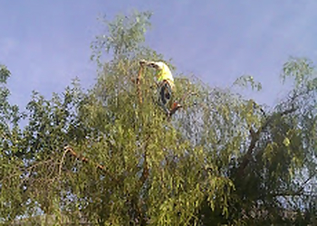 North Las Vegas Tree Services Las Vegas Superior Tree Service