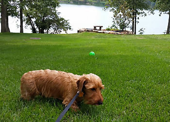 Olathe Dog Walkers Latchkey Pets